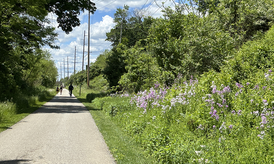 Purple flowers bloom next to a trail where people are biking and walking